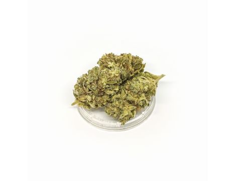 Sativa Poland Susz CBD Tangerine Dream - 3